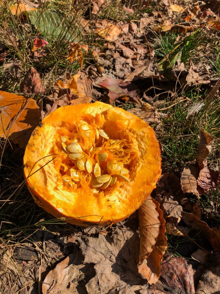 Do Pumpkins Seeds Stop Worms in Chickens Backyard Poultry